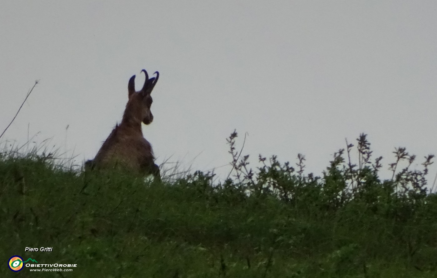 92 Zoom sul camoscio.JPG -                                
